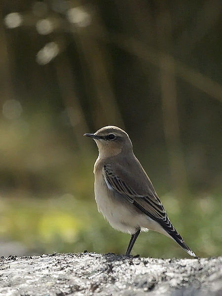 Kivitasku, Northern Wheatear, Oenanthe oenanthe